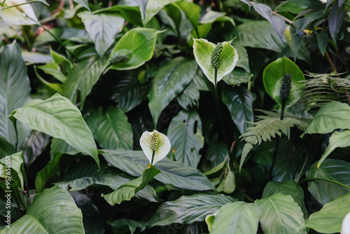 Green Foliage with Peace Lily Flowers