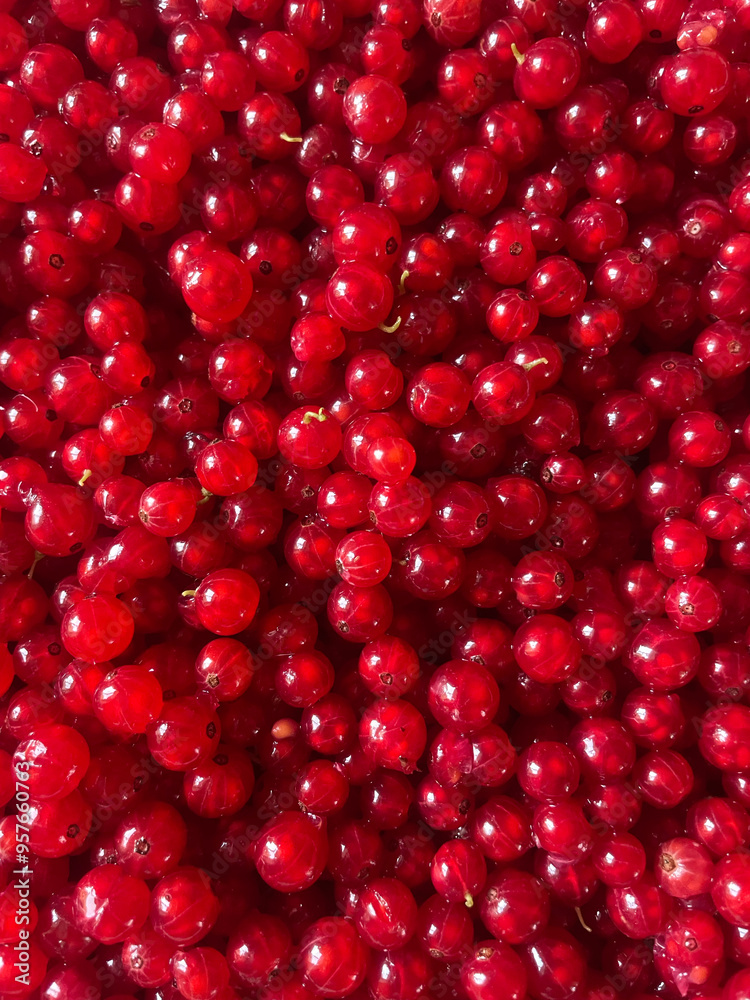 Pile of Fresh Red Currants
Pile of Fresh Red Currants