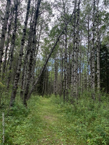 Hiking on a path in the woods