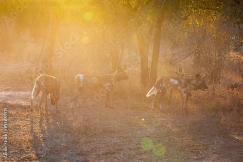 A pack of African hunting dogs cauht in golden evening light. photo