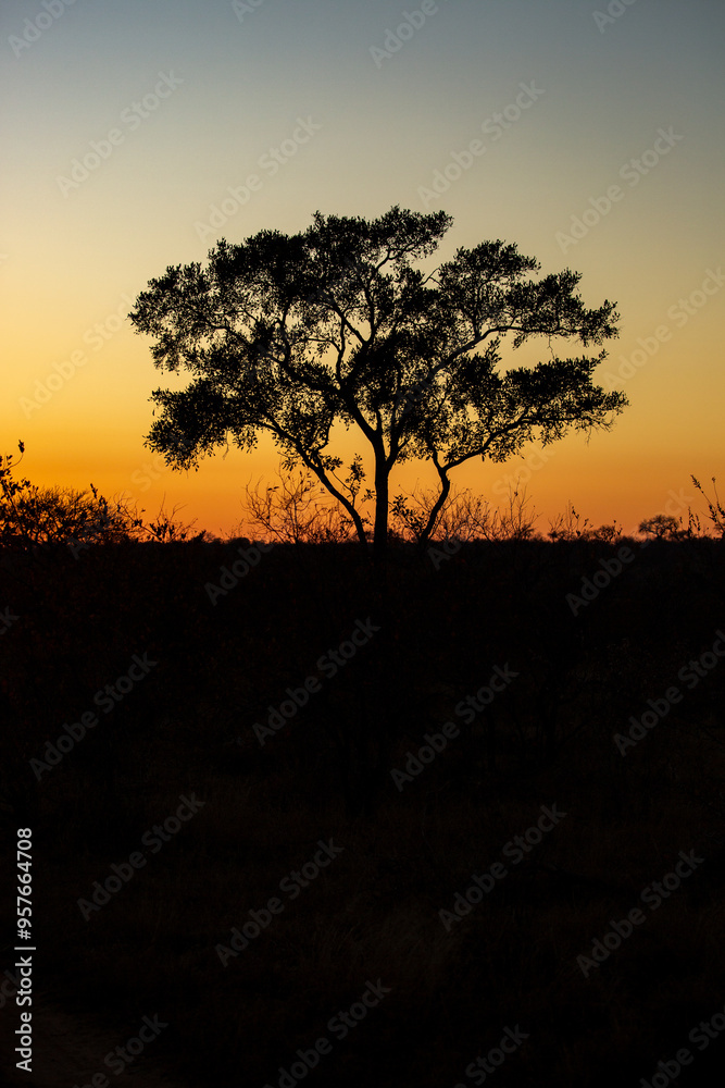 Silhouetted tree against an orange sunset sky Silhouetted tree against an orange sunset sky