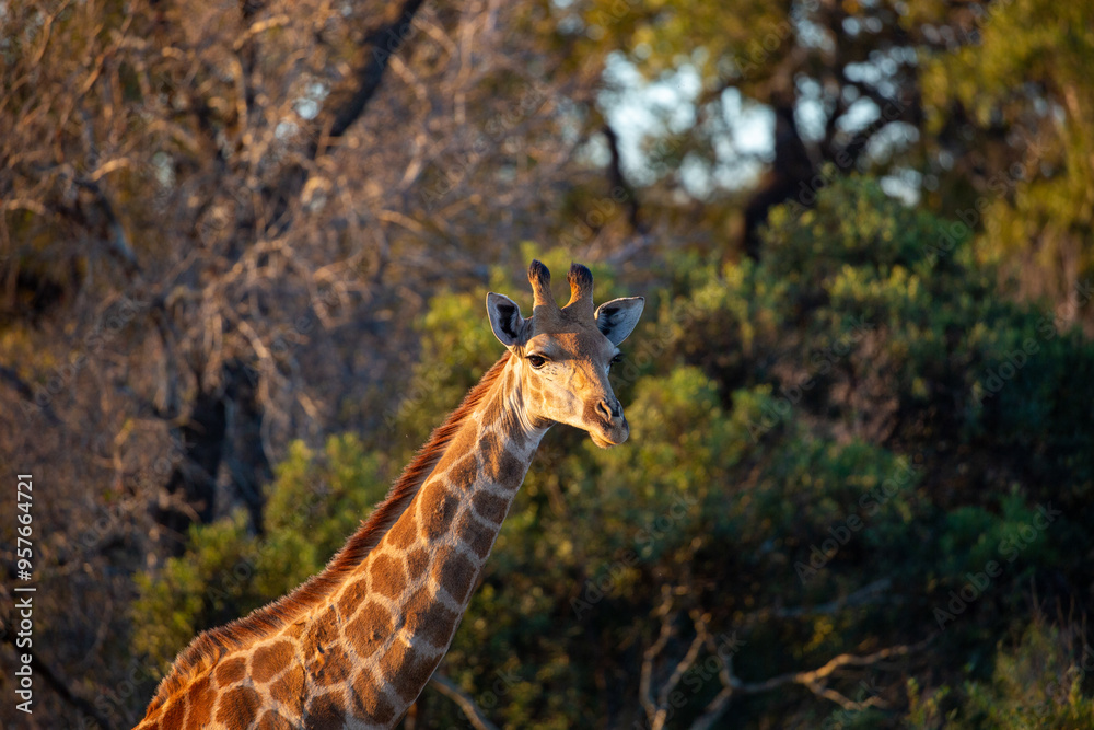 South African giraffe on a Kruger satellite reserve South African giraffe on a Kruger satellite reserve