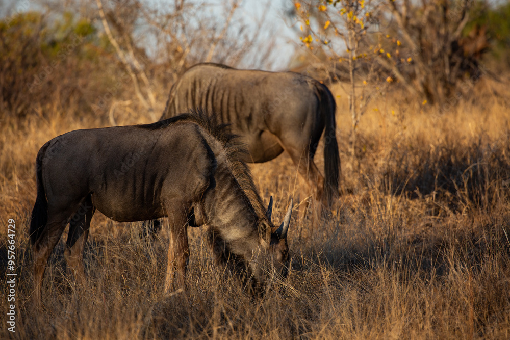 2 Wildebeest grazing 2 Wildebeest grazing