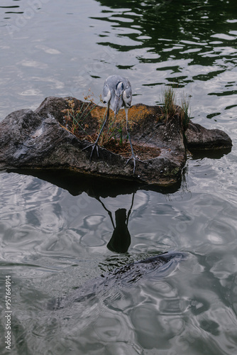 Heron stunned by a big fish.