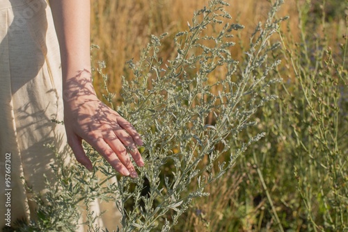 hand and herbs photo