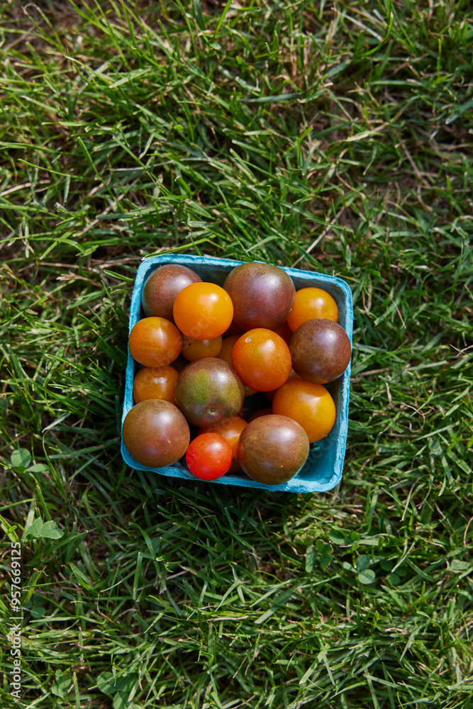 Cart of cherry tomatoes Cart of cherry tomatoes