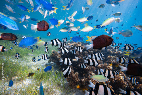 Fototapeta Naklejka Na Ścianę i Meble -  Scuba diving with coral reef fish schooling above healthy coral reef in the south Pacific