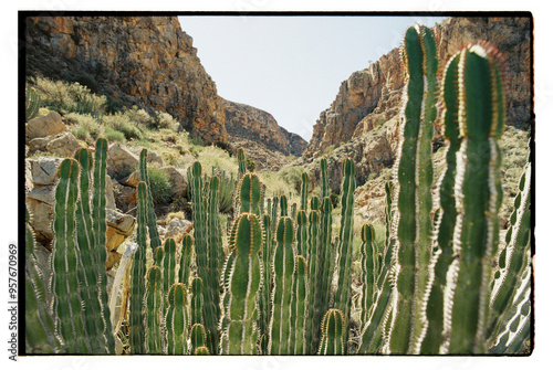 Euphorbia desert succulent cactus photo