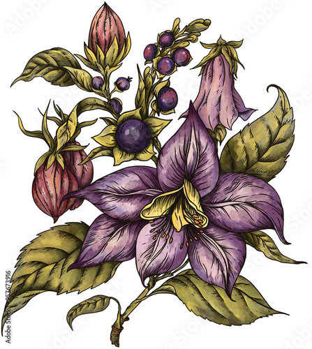 Vintage Poisonous Belladonna Flower, Isolated PNG Witchcraft Magic Floral Illustration