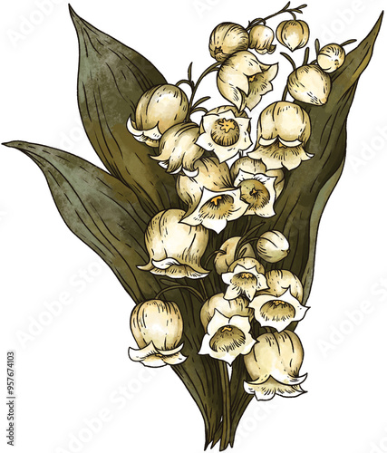 Vintage Poisonous Lily of the Valley Flower, Isolated PNG Witchcraft Magic Floral Illustration