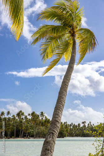 Tropical island palm tree with lush green fronds on a small motu near tropical island Taha'a in French Polynesia under a blue sky near ocean water.  photo