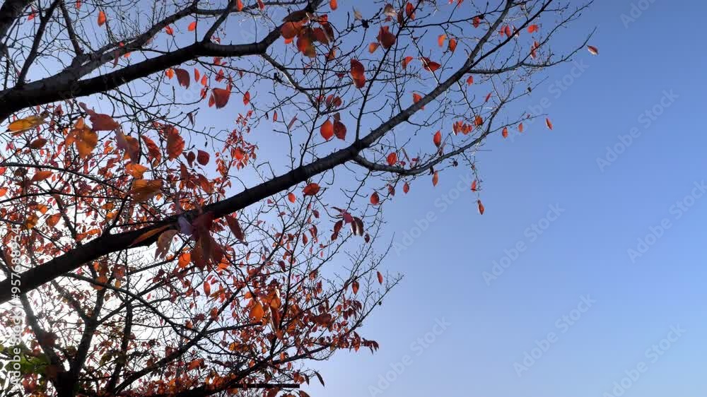 木漏れ日の紅葉
木漏れ日の紅葉