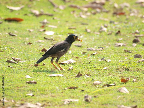  Common Myna (Acridotheres tristis). This species is a common sight in urban areas of Malaysia and is known for its adaptability and its ability to thrive in human environments.