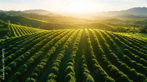 Sunset view over lush green vineyard fields stretching across rolling hills, capturing the serene beauty of rural countryside. photo