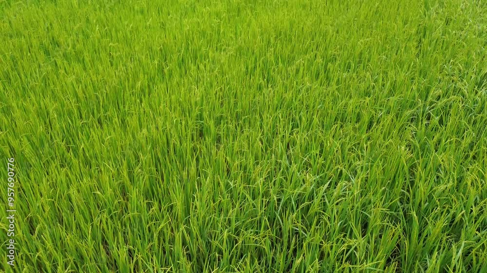 Top view of a green rice field slowly move Top view of a green rice field slowly move