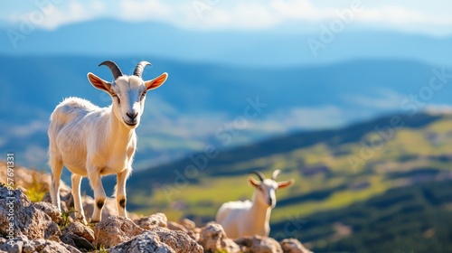 Two goats standing on rocky terrain with breathtaking mountain landscape backdrop under clear blue sky on a sunny day. photo