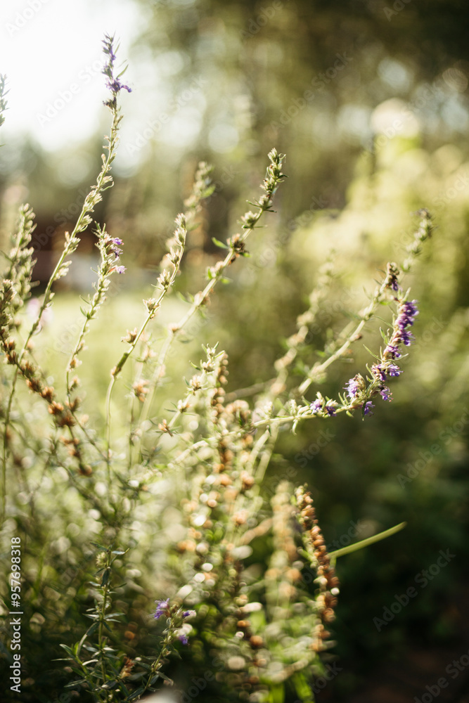 Sunlit Meadow Blooms on a Warm Summer Day Sunlit Meadow Blooms on a Warm Summer Day