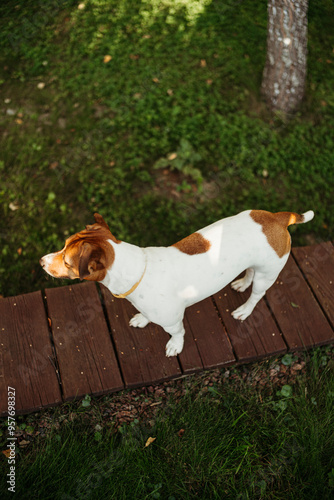 Playful Dog Exploring a Wooden Pathway Outdoors photo