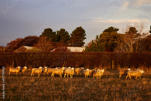 Golden Fleece photo