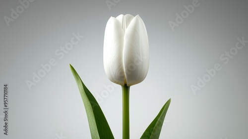 A white flower with a green stem