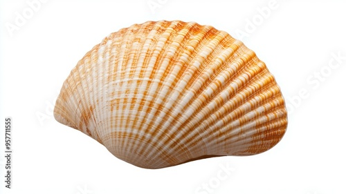 A shell is shown in a white background