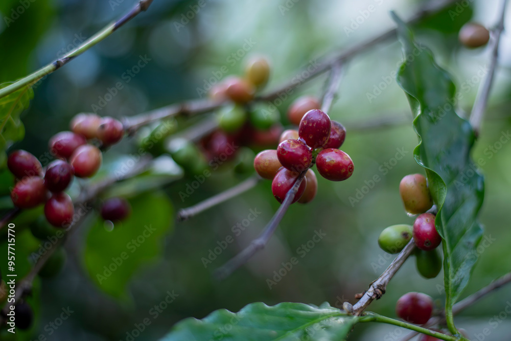 Coffee cherries growing on a branch in a lush, green environment coffee plantation the natural possibly in a mountainous organic nature coffee beans before roasting and making coffee business concept Coffee cherries growing on a branch in a lush, green environment coffee plantation the natural possibly in a mountainous organic nature coffee beans before roasting and making coffee business concept