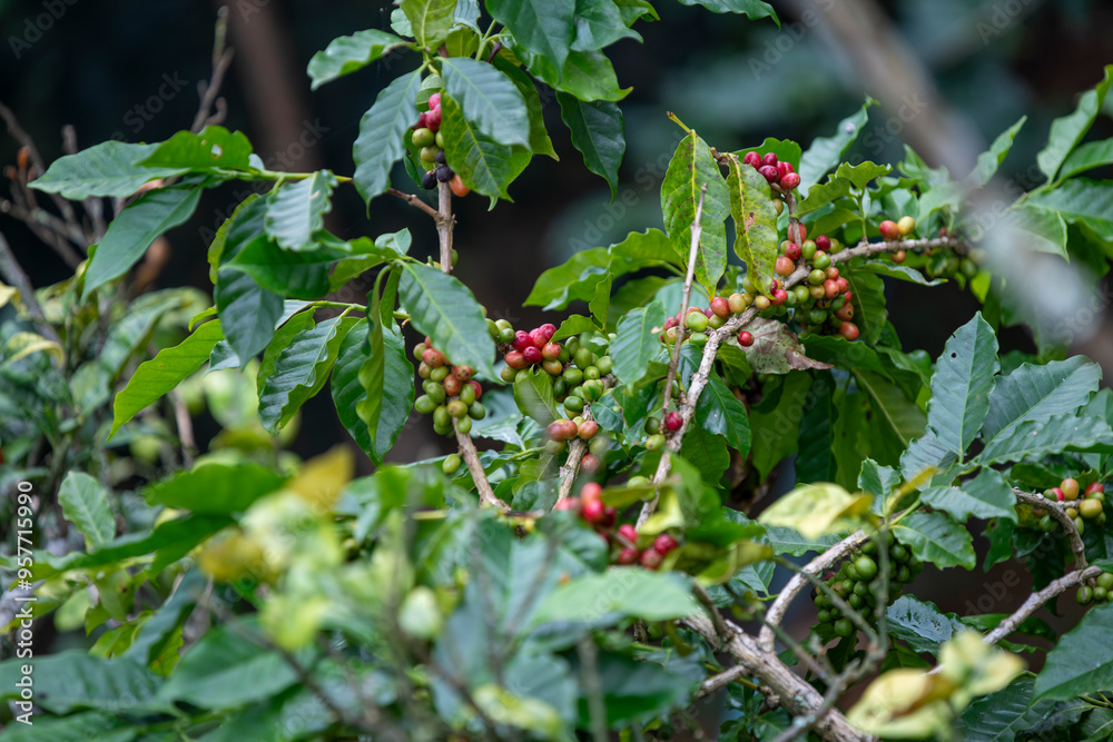 Coffee cherries growing on a branch in a lush, green environment coffee plantation the natural possibly in a mountainous organic nature coffee beans before roasting and making coffee business concept Coffee cherries growing on a branch in a lush, green environment coffee plantation the natural possibly in a mountainous organic nature coffee beans before roasting and making coffee business concept