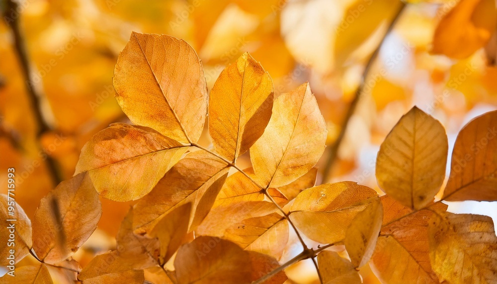 Fototapeta premium Maple leaves with an autumn feel.