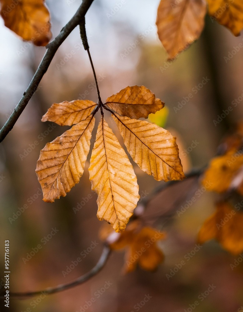 Fototapeta premium Maple leaves with an autumn feel. close up