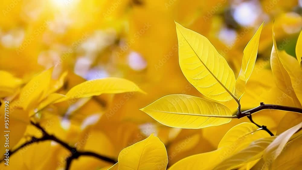 yellow leaves yellow leaves