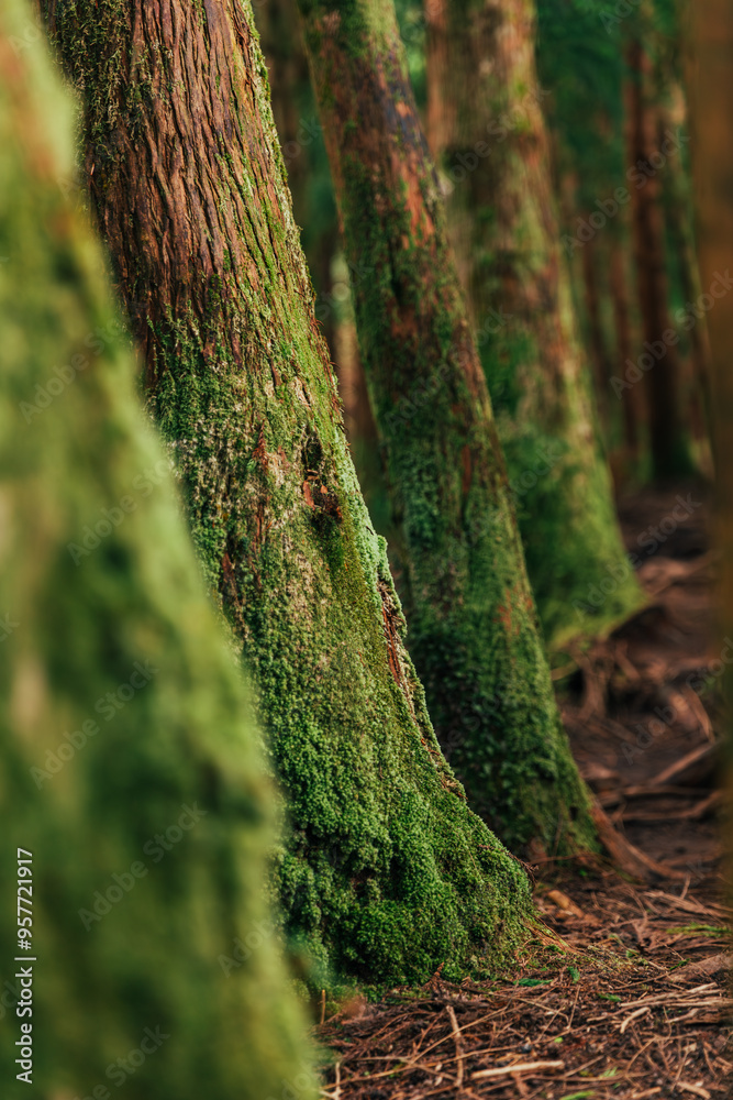 Lush forest landscape in Terceira island Azores during daylight Lush forest landscape in Terceira island Azores during daylight