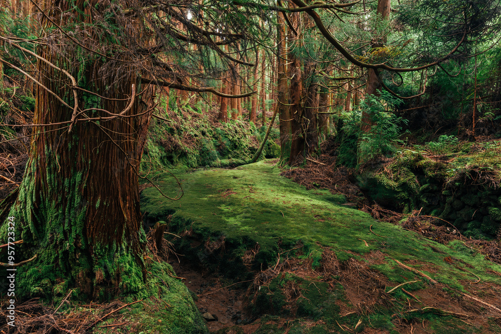 Lush forest landscape in Terceira island Azores during daylight Lush forest landscape in Terceira island Azores during daylight