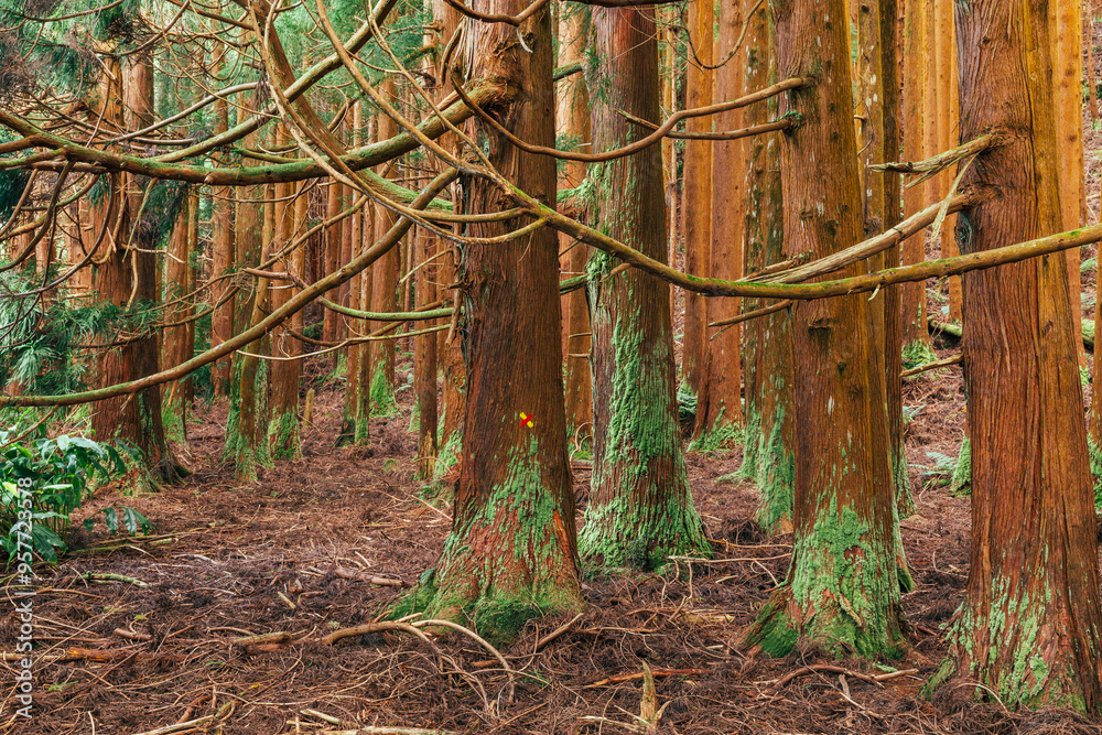 Lush forest landscape in Terceira island Azores during daylight Lush forest landscape in Terceira island Azores during daylight