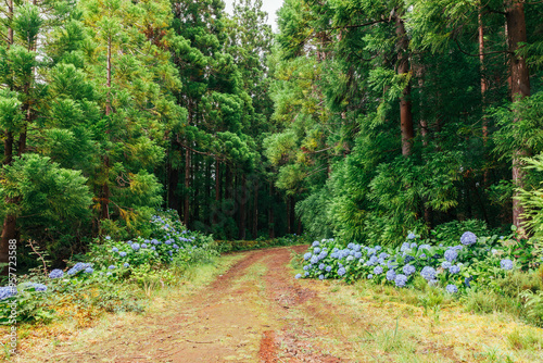 Tranquil path through forest on Terceira island in Azores