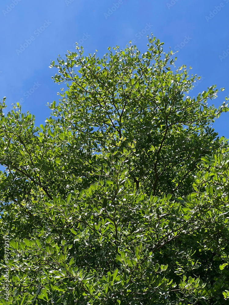 Terminalia ivorensis tree branches with green leaves in the garden on a sunny day Terminalia ivorensis tree branches with green leaves in the garden on a sunny day