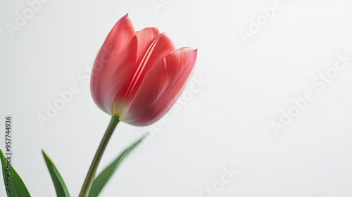 Tulip isolated on white background AI Generated