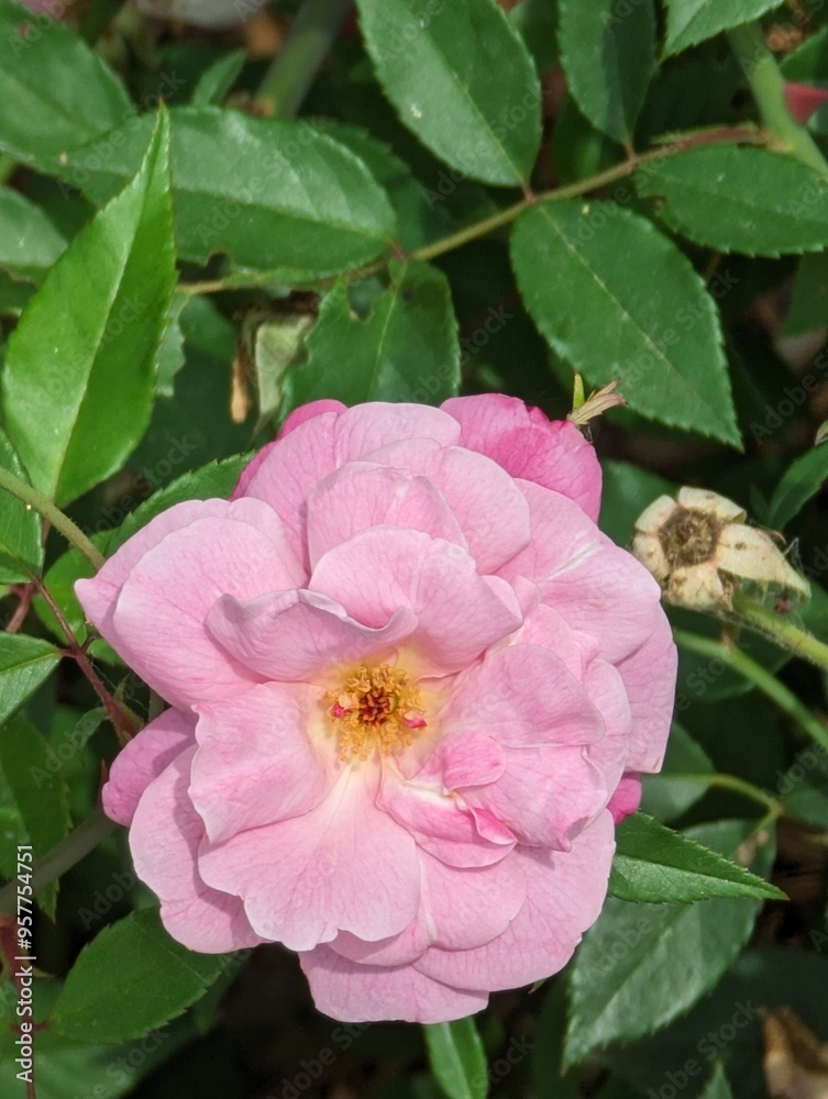 Obraz premium pink flower