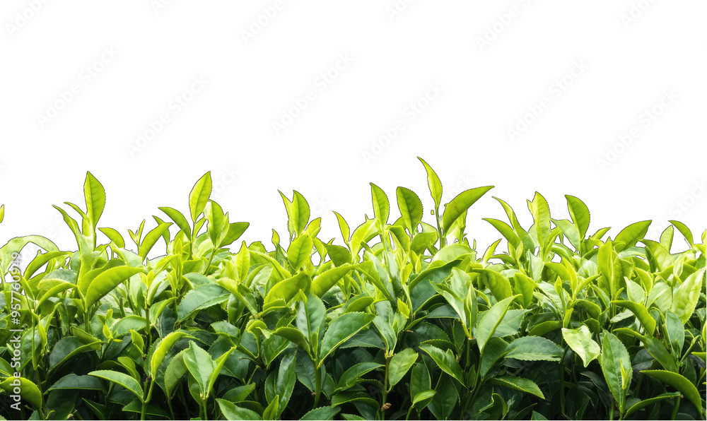 A field of green plants with leaves that are all the same size A field of green plants with leaves that are all the same size
