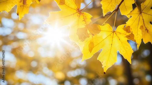 黄色く紅葉したメープルの葉と太陽の暖かい日差しをリアルに描いたAI生成画像