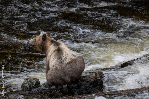 Sitzender Grizzly Bär photo