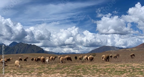 Herd of sheep in Andes mountains.