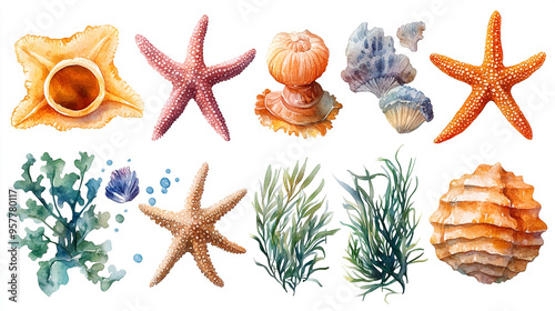 A vibrant collection of marine life illustrations, showcasing starfish, shells, and sea plants in beautiful watercolors. photo