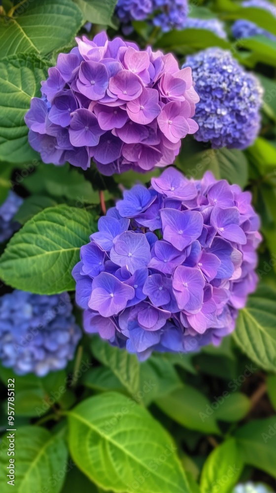 A Close View of Vibrant Purple Hydrangeas in Garden Setting A Close View of Vibrant Purple Hydrangeas in Garden Setting
