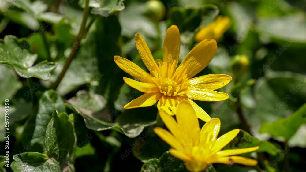 Yellow pilewort, lesser celandine (ficaria verna or ranunculus ficaria) flower in slight breeze Yellow pilewort, lesser celandine (ficaria verna or ranunculus ficaria) flower in slight breeze