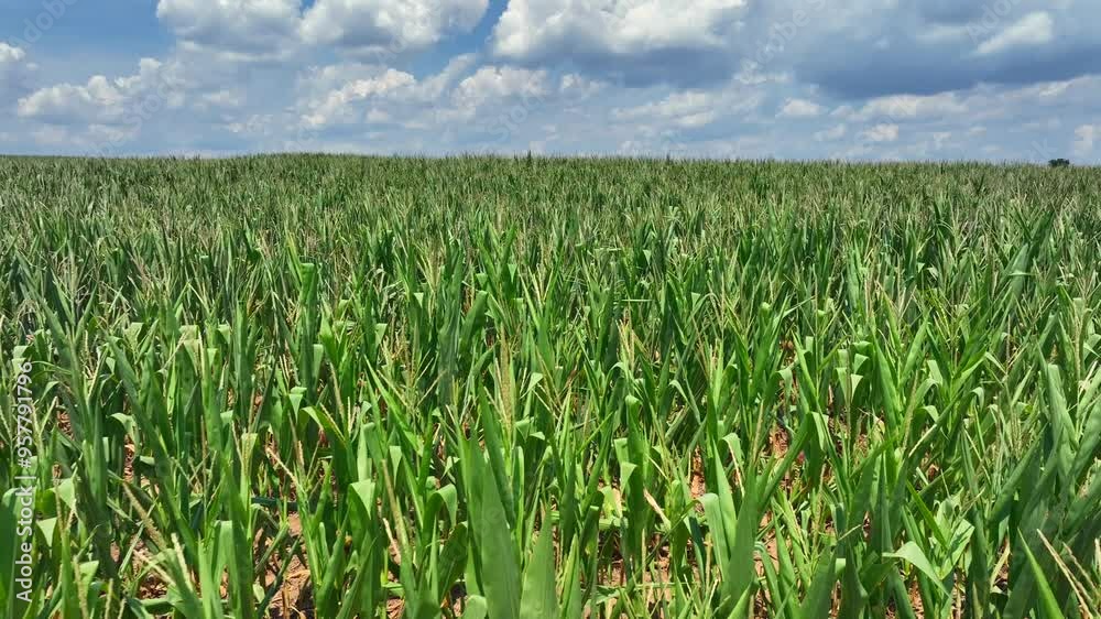 Low flight between Maize Field with clouds at sky. Sunny summer day in rural area of USA. Wide shot. Low flight between Maize Field with clouds at sky. Sunny summer day in rural area of USA. Wide shot.
