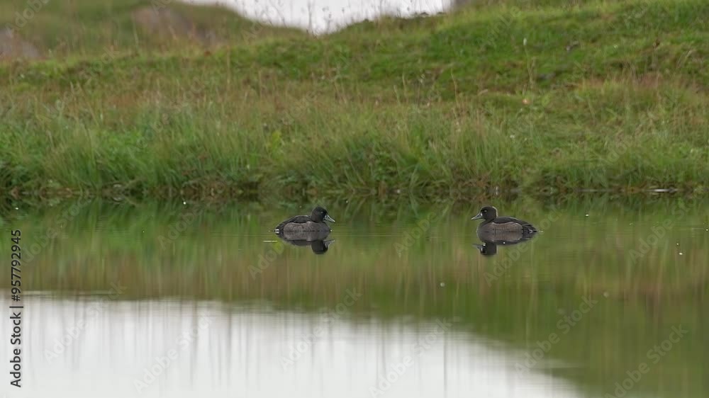 Tufted Ducks ( Aythya fuligula ) swim in the lake on a cloudy day. Tufted Ducks ( Aythya fuligula ) swim in the lake on a cloudy day.