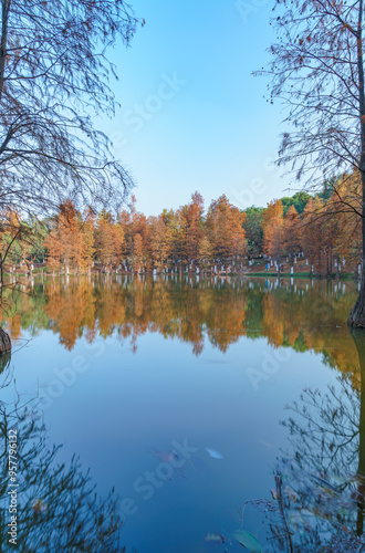 The leaves of the sequoia by the park lake are yellowing