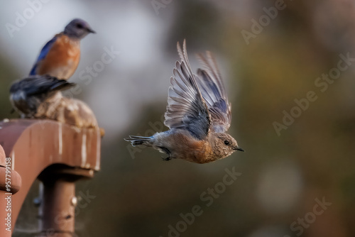 Closeup of Western bluebird 