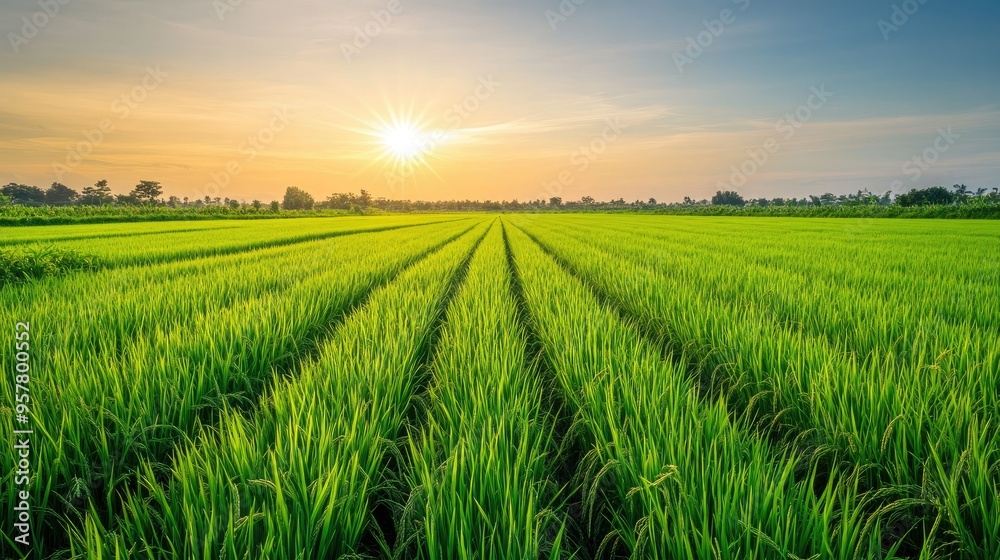 A peaceful scene of a lush rice paddy field with vibrant green rows neatly aligned, stretching towards the horizon, under a bright sun and a clear sky A peaceful scene of a lush rice paddy field with vibrant green rows neatly aligned, stretching towards the horizon, under a bright sun and a clear sky