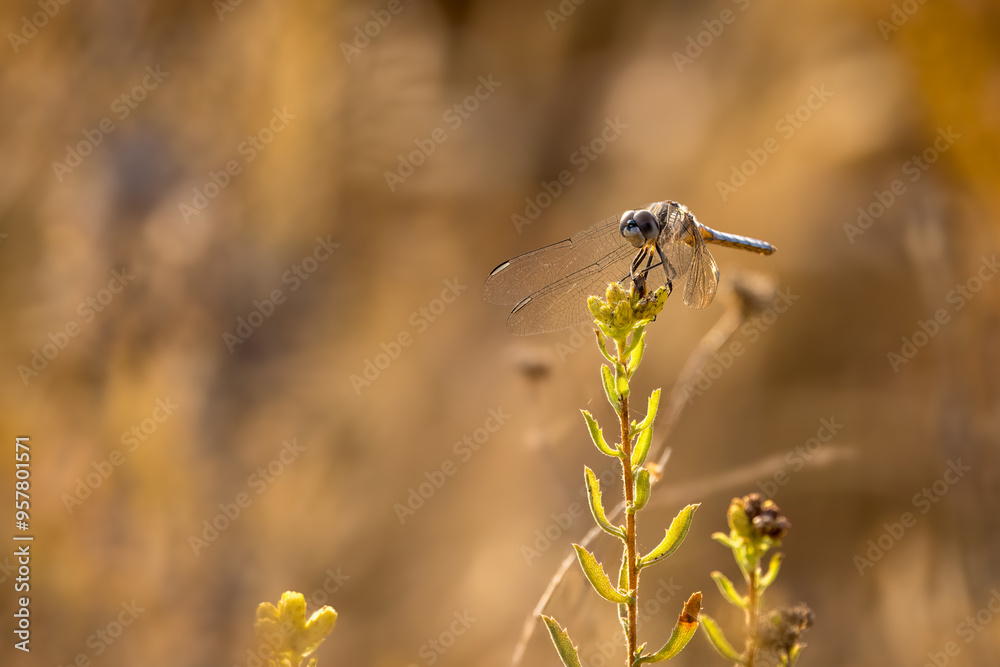 Closeup of a dragonfly with brown grass in the background